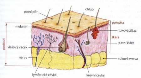 Klasická masáž chrbtice a dolných končatín s prvkami anticelulitídnych techník